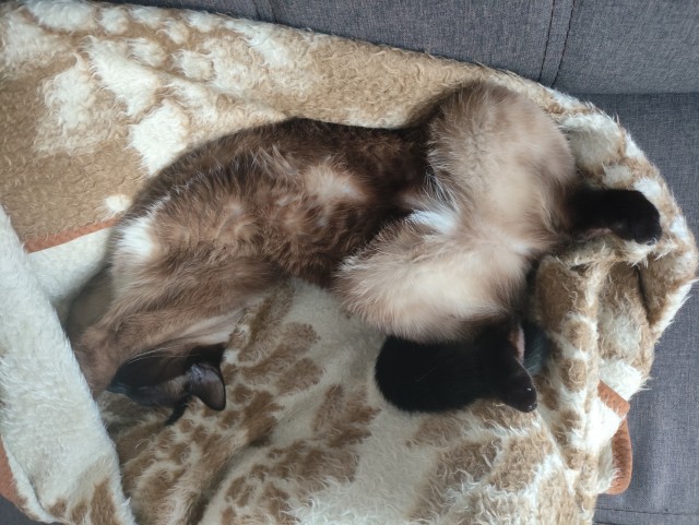 Хищник уснул с добычей