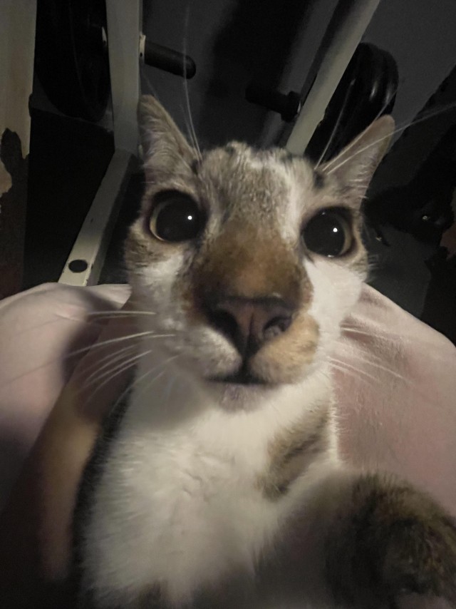 Семь котэ, и все разные
