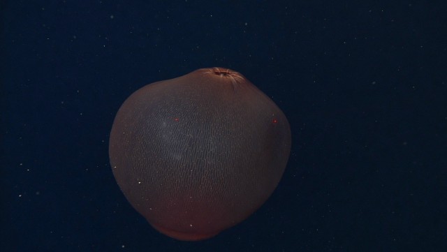 Медуза Deepstaria.