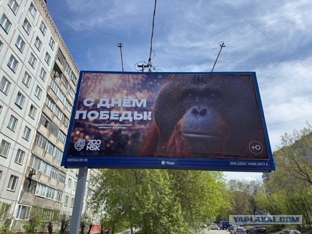 Прокуратура и РКН начали проверку баннеров в Новосибирске в честь 9 Мая, на которых изображена обезьяна