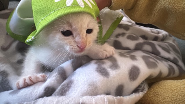 Мужчина нашёл котят на дороге