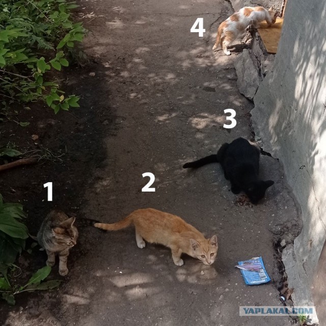 Помогите выбрать (котовторник)