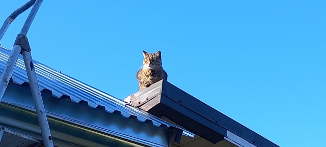 Очередной котовторник