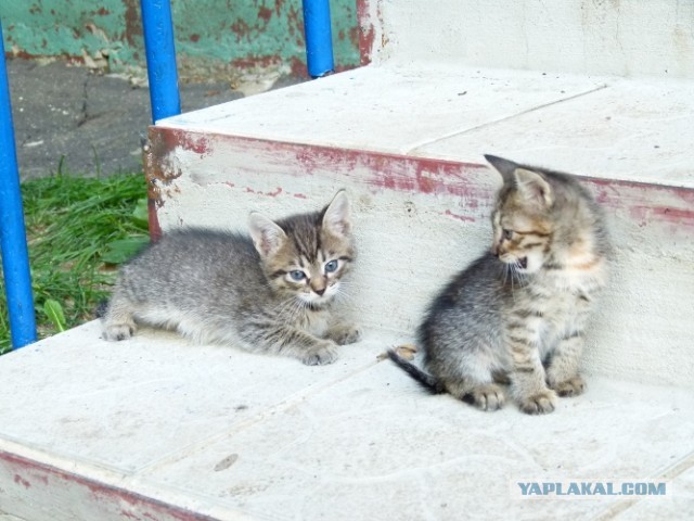 Котовторник   27.08.2013