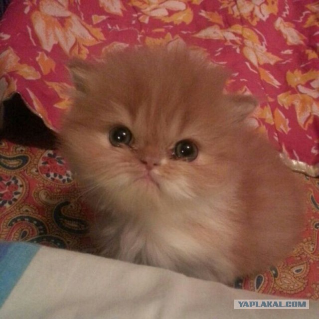 Котовторник 12.11.2013