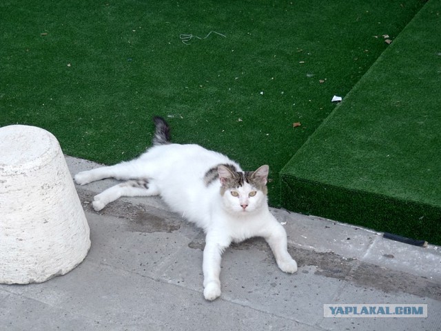 Котовторник  08.04.2014