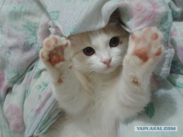 Котовторник 6.05.2014