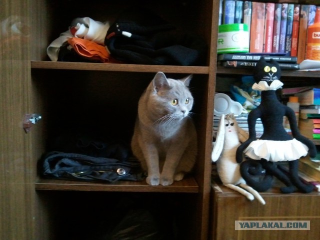 Котовторник 20.05.2014