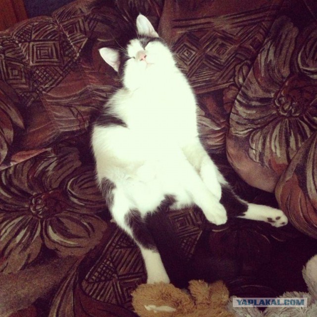 Котовторник  08.07.2014