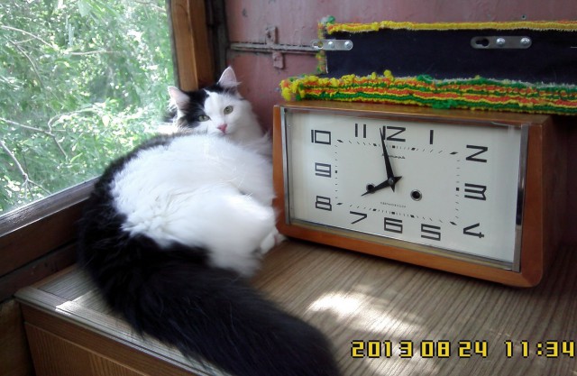 Котовторник 23.09.2014.