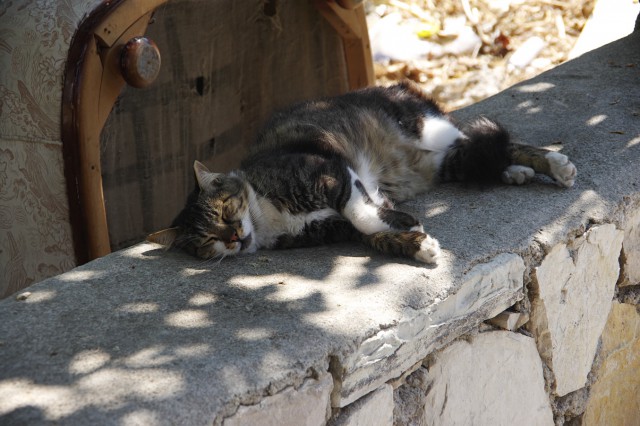 Котовторник 30.09.2014