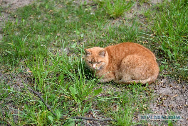 Котовторник 14.10.2014