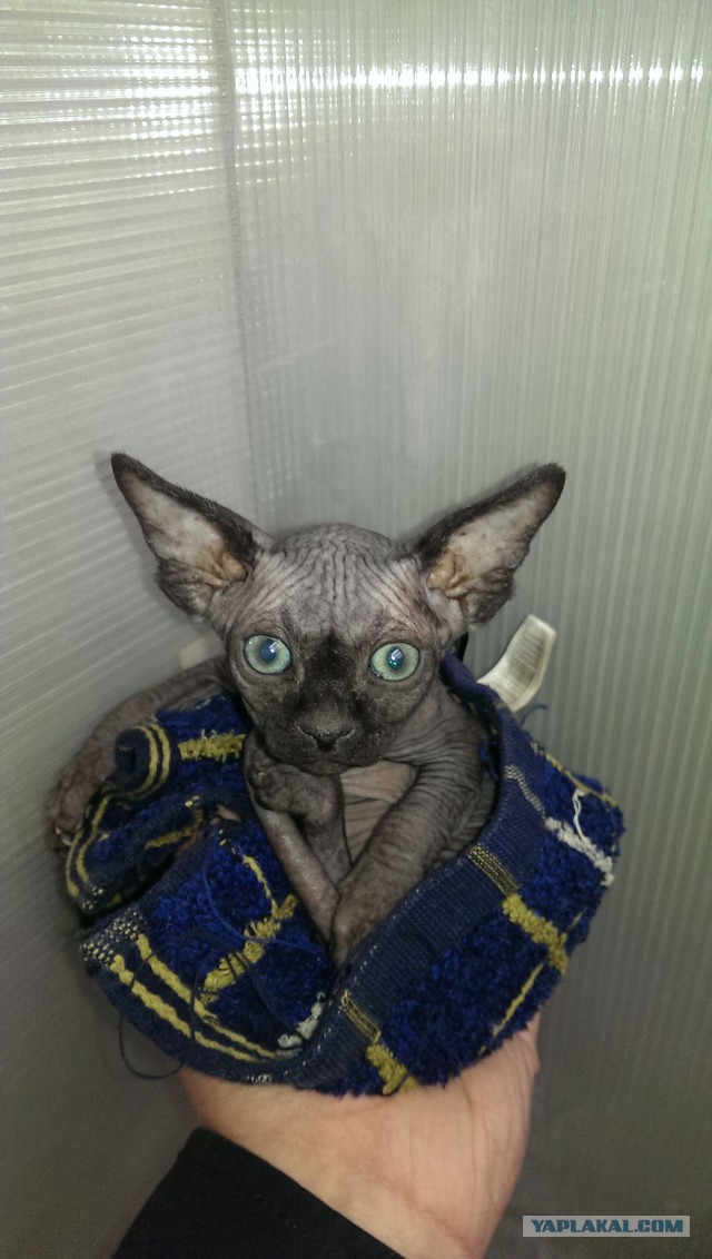 Котовторник 11.11.2014