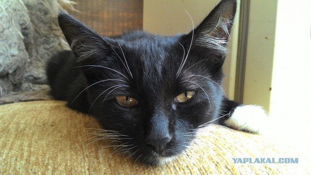 Котовторник 18.11.2014