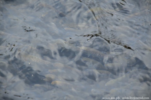 Как выращивают форель в Адлере