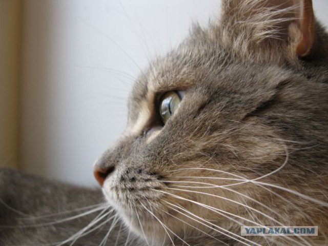 Котовторник.