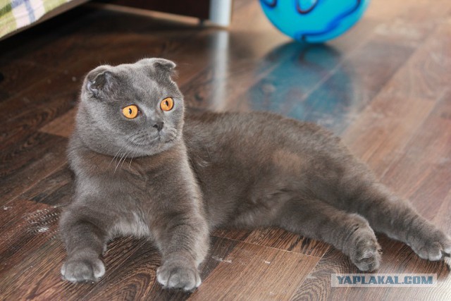 Кастрация кошек и котов