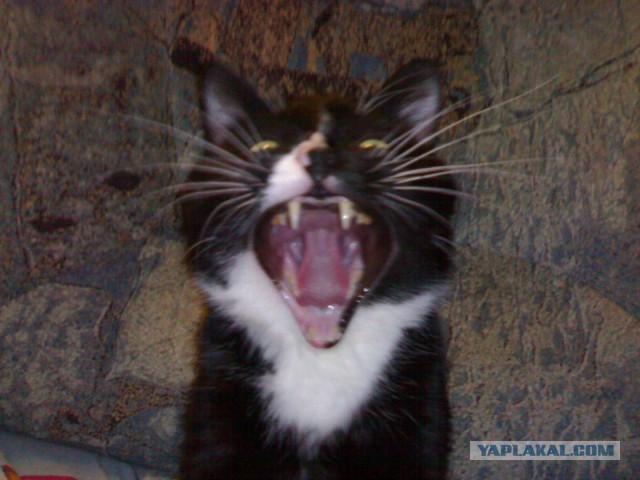 Котовторник
