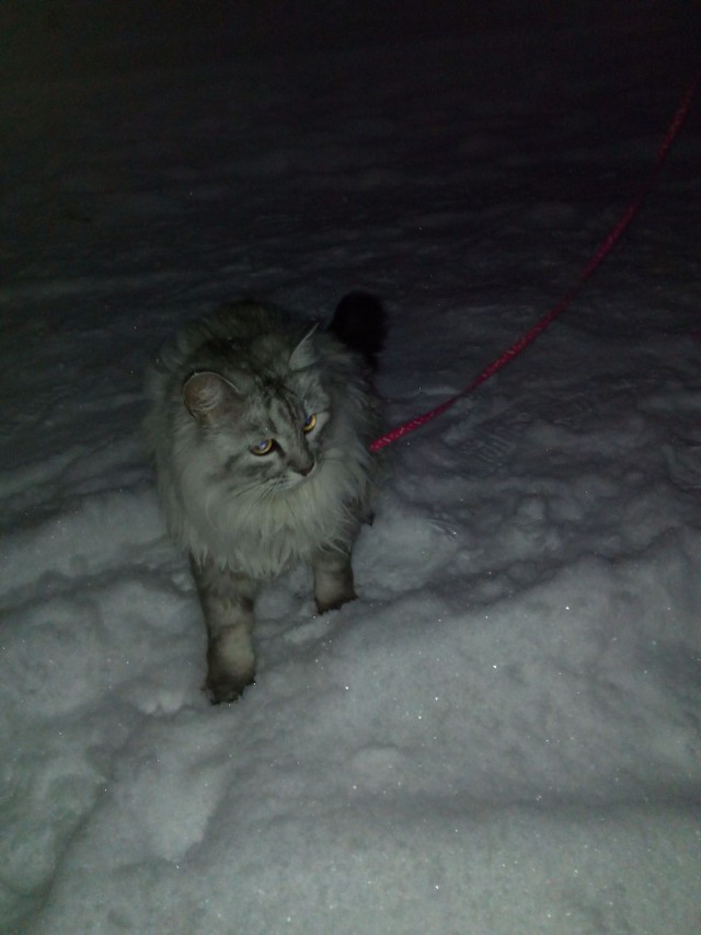 Котовторник 31.03.2015