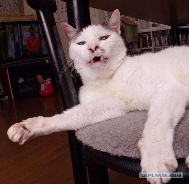 Котовторник 16.06.2015., Котовторник наступил!