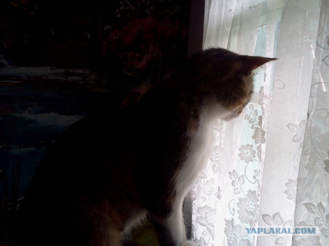 Котовторник 30,06, 2015