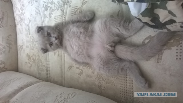 Вот похвастаюсь своим котом