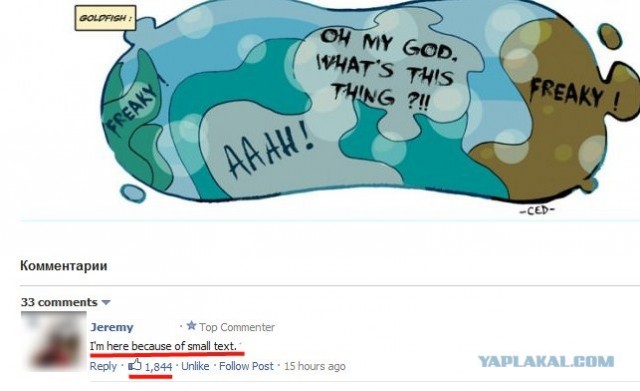 Как питомцы видят вас?