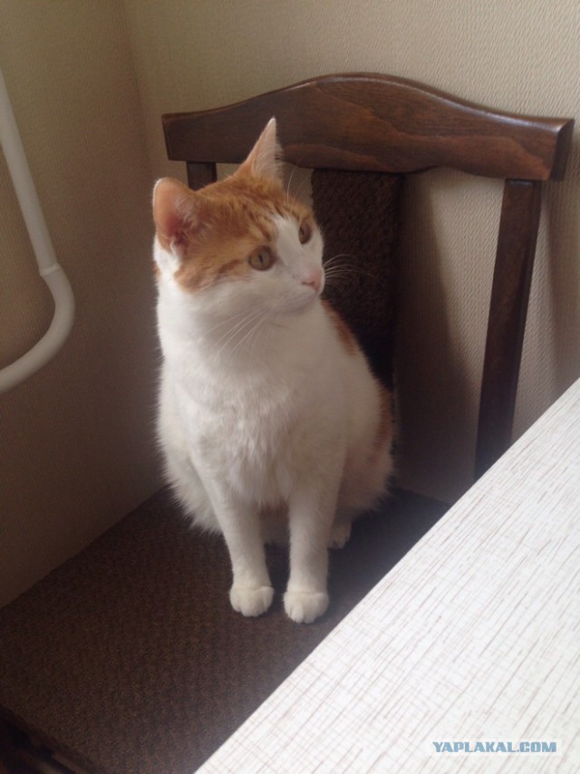 Котовторник наступил!:)