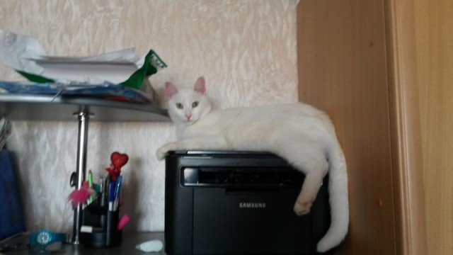 Котовторник 17.11.2015