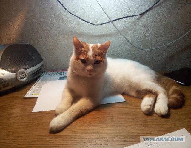 Котовторник 17.11.2015