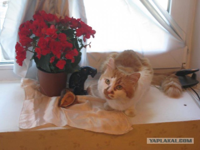 Котовторник  01.03.2016