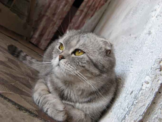 Дюжина кошаков