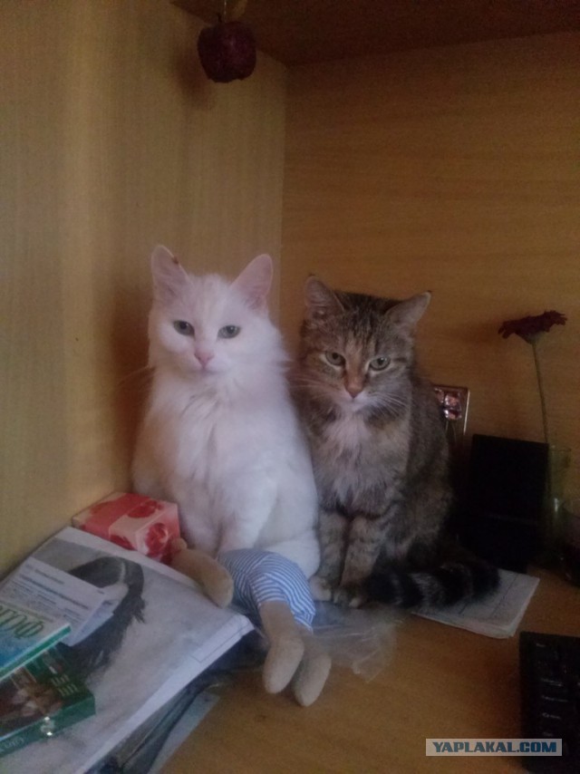 Прозвища домашних животных