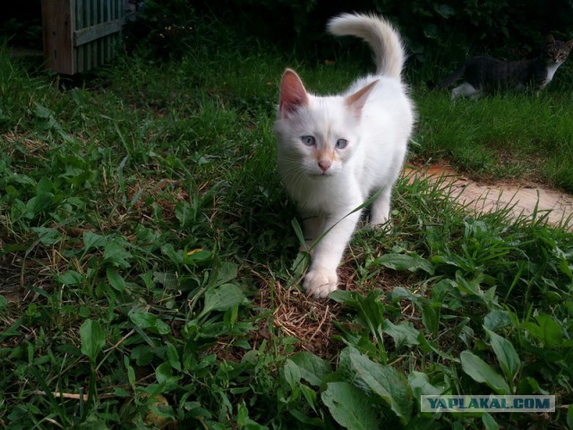 Котовторник 19.07.2016