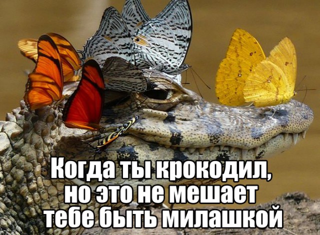Подборка самых смищных картинков из интернетов