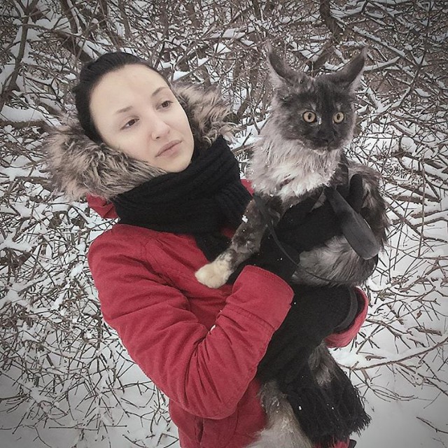 Котовторник 22.11.2016