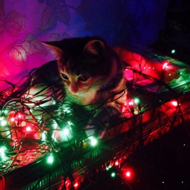 Коты из сети