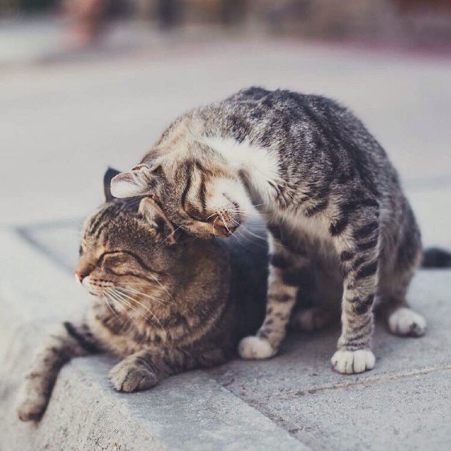 Коты из сети