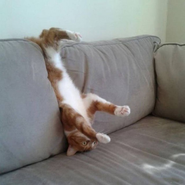 Коты и Кошки