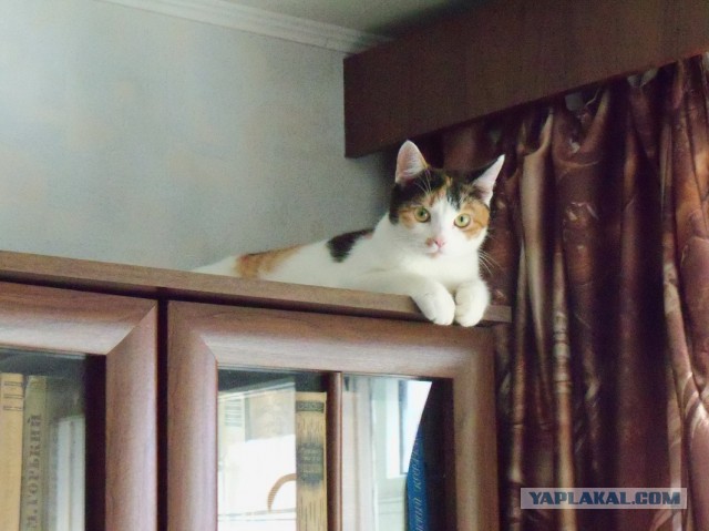 Добрее к кошкам!
