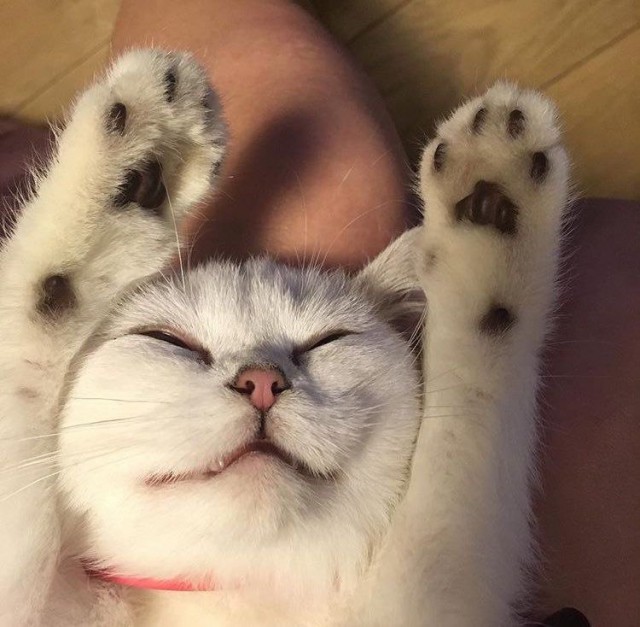 Коты и Кошки