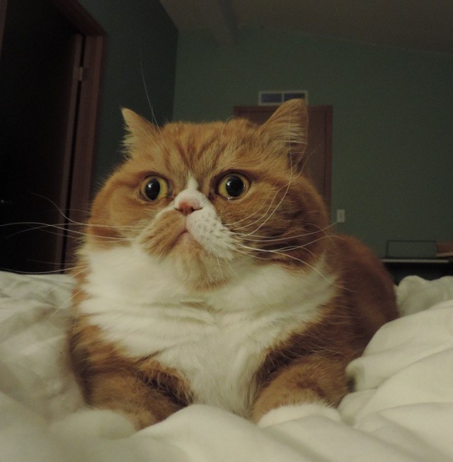 Коты и Кошки