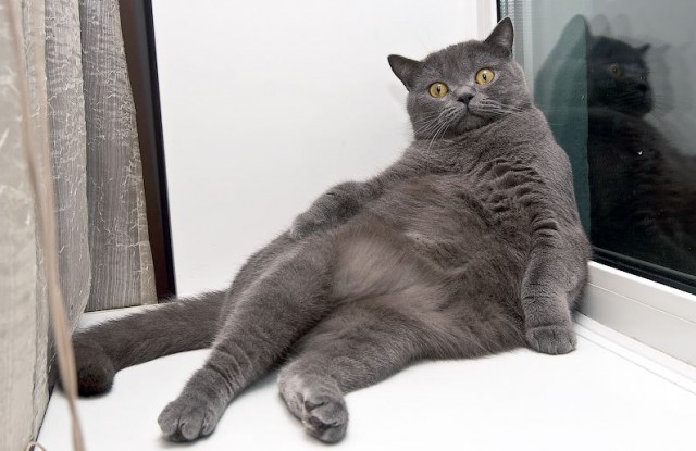 Коты и Кошки