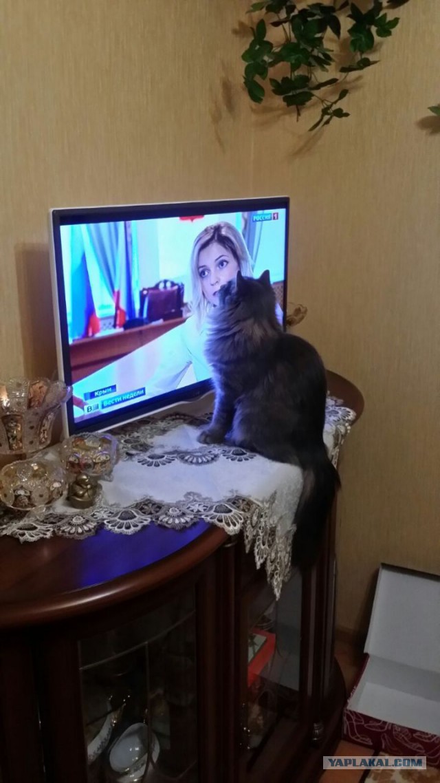 Как отвадить нежеланного гостя ?