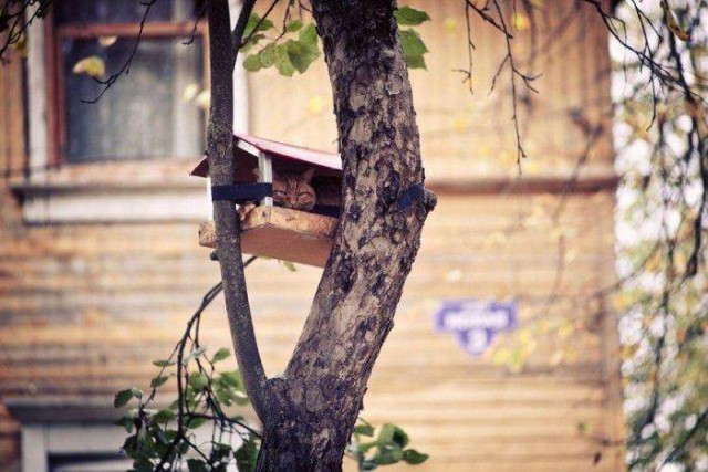 Коты и Кошки