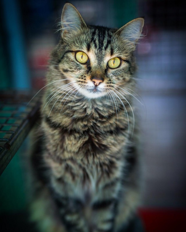 Коты и Кошки