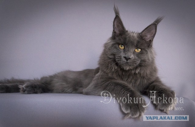Котовторник 29.08.2017