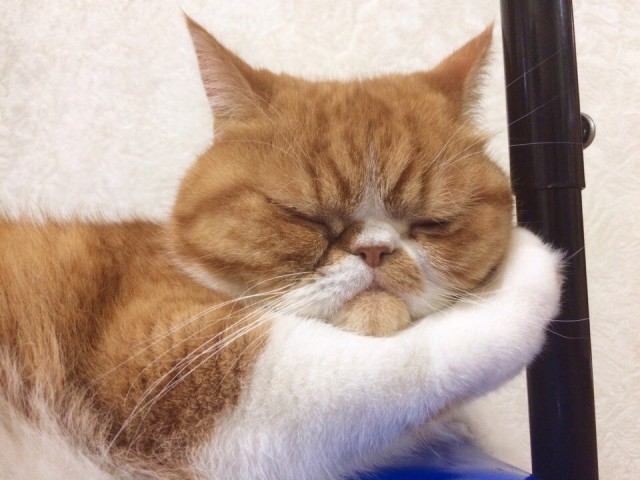 Коты и Кошки