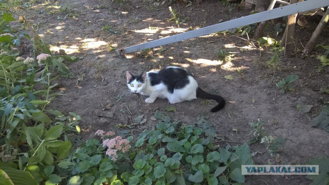 Вы кто такие? Мы вас не звали! У нас лапки!