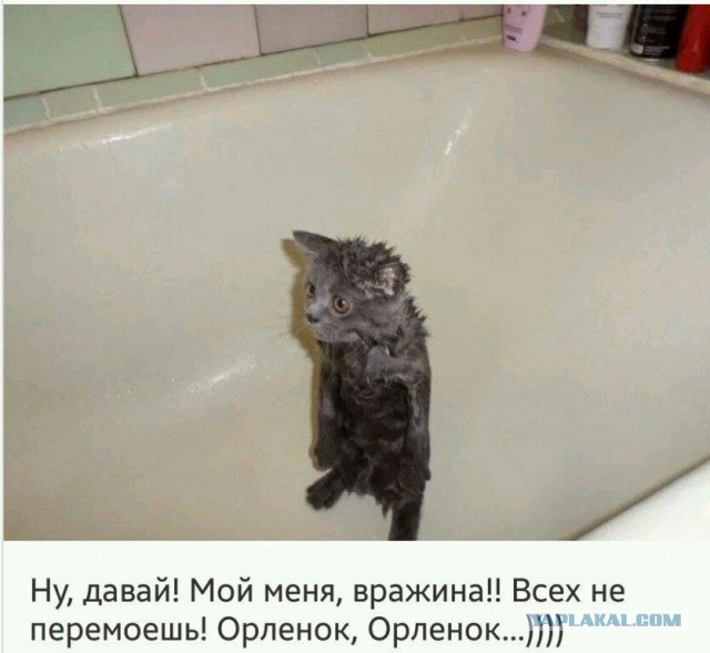 Коты. Отнюдь не ми-ми-ми.